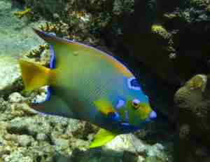 snorkel charters in key west
