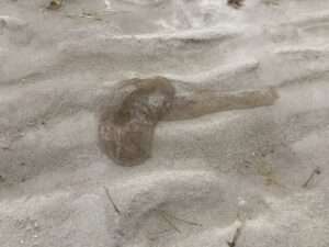 Egg Casings at the Key West Sandbar